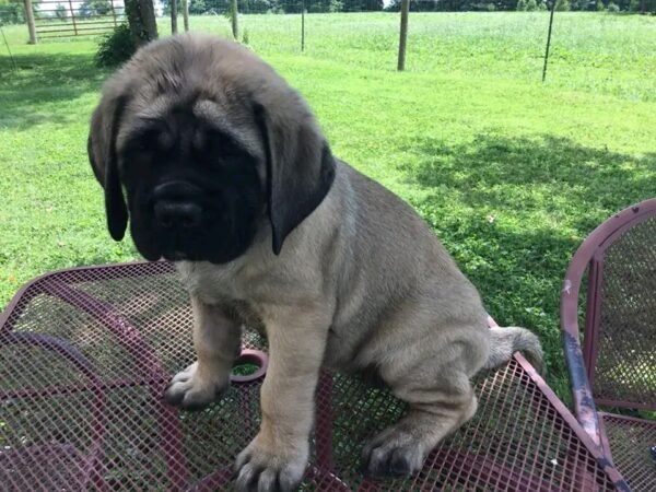 English mastiff puppy