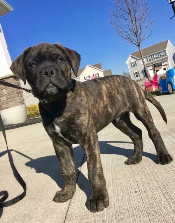 English mastiff puppy