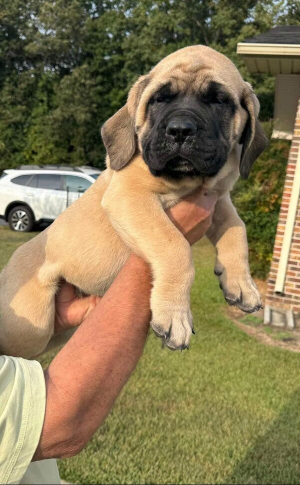 English mastiff puppy