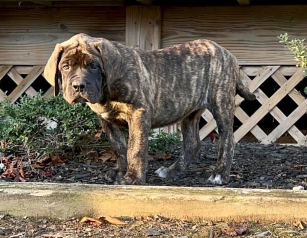 English mastiff puppy
