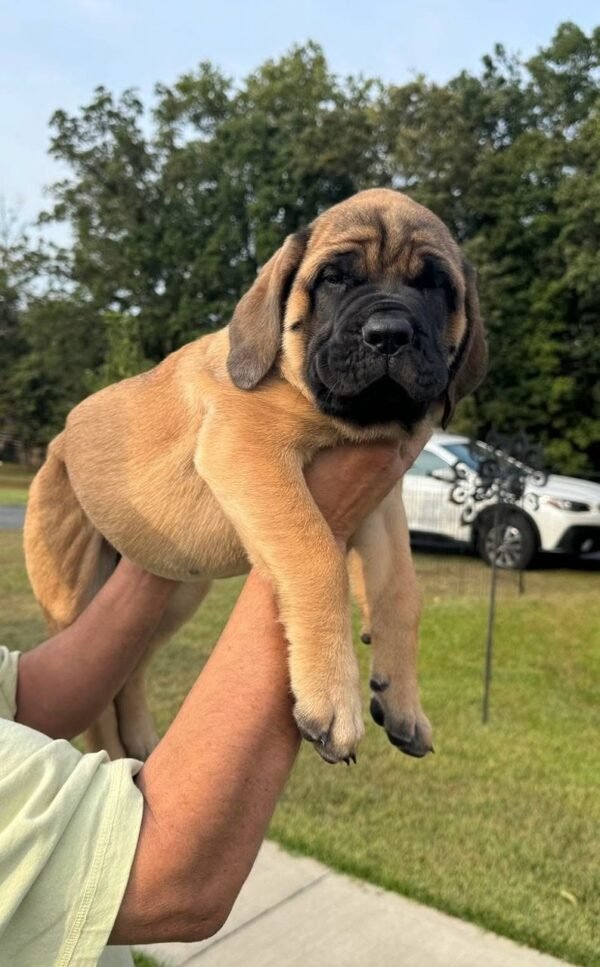 English mastiff puppy