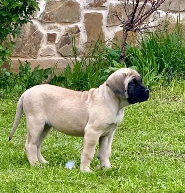 English mastiff puppy