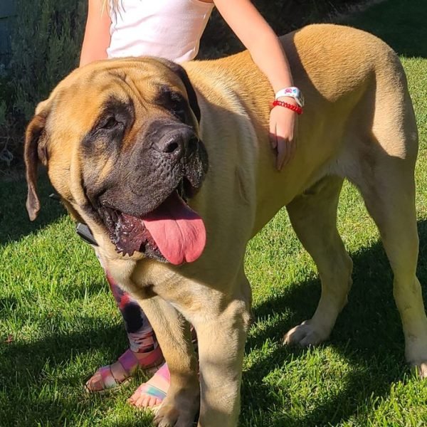 Mastiff for Sale – Latest Pet Ads – Buy, Sell, Adopt Mastiff for Sale - Latest Pet Ads - Buy, Sell, Adopt