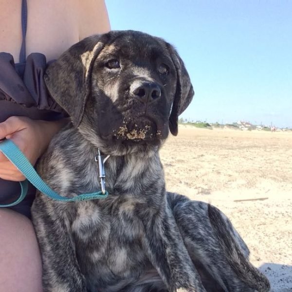 Reverse brindle old English mastiff_ Mishka_ Reverse brindle old English mastiff_ Mishka_
